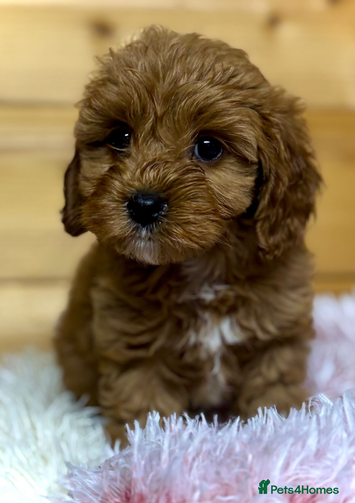 Cavapoo dogs F1 cavapoo puppies available. - Advert 6