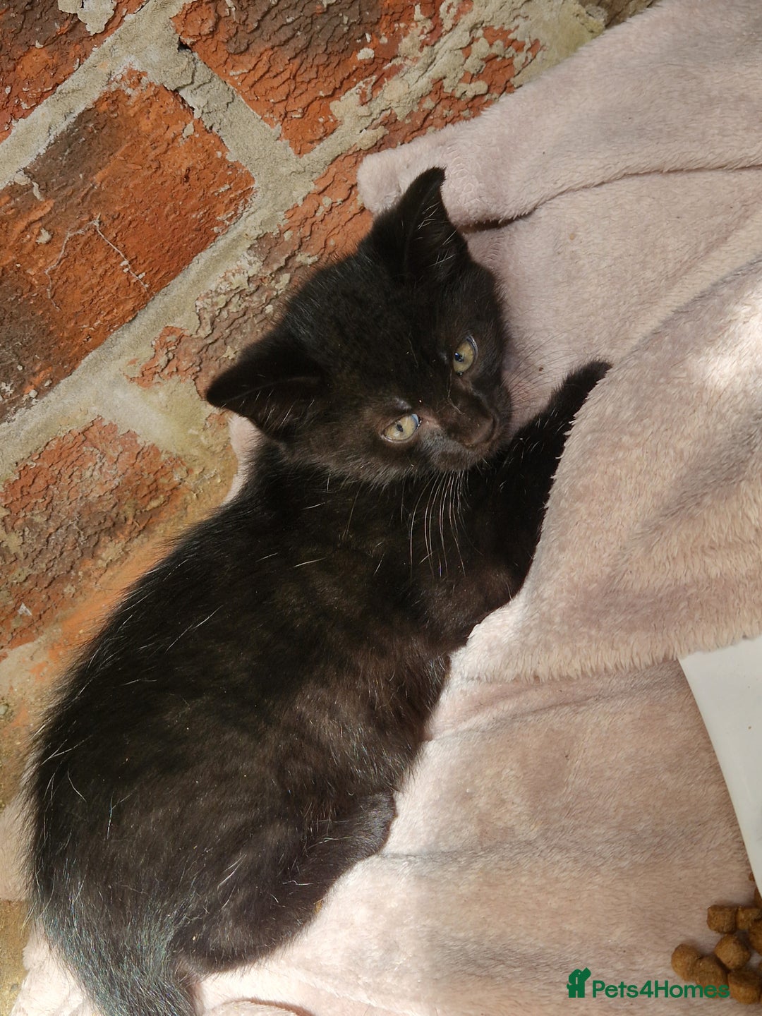 Mixed Breed cats for sale: Kittens for sale  - Image 6