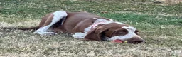 Bracco Italiano dogs for sale: Male Bracco Italiano  - Advert 10