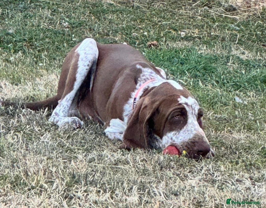 Bracco Italiano dogs for sale: Male Bracco Italiano  - Advert 10
