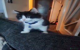 Persian cats for sale: Persian cross kittens - Image 4