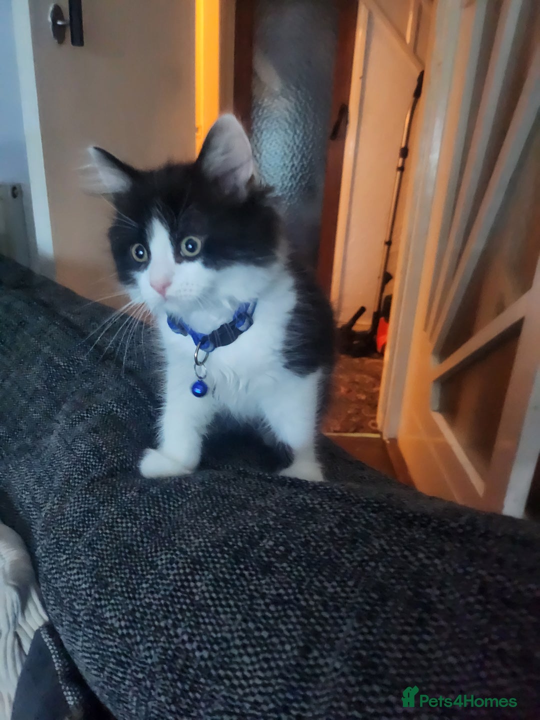 Persian cats for sale: Persian cross kittens - Image 4