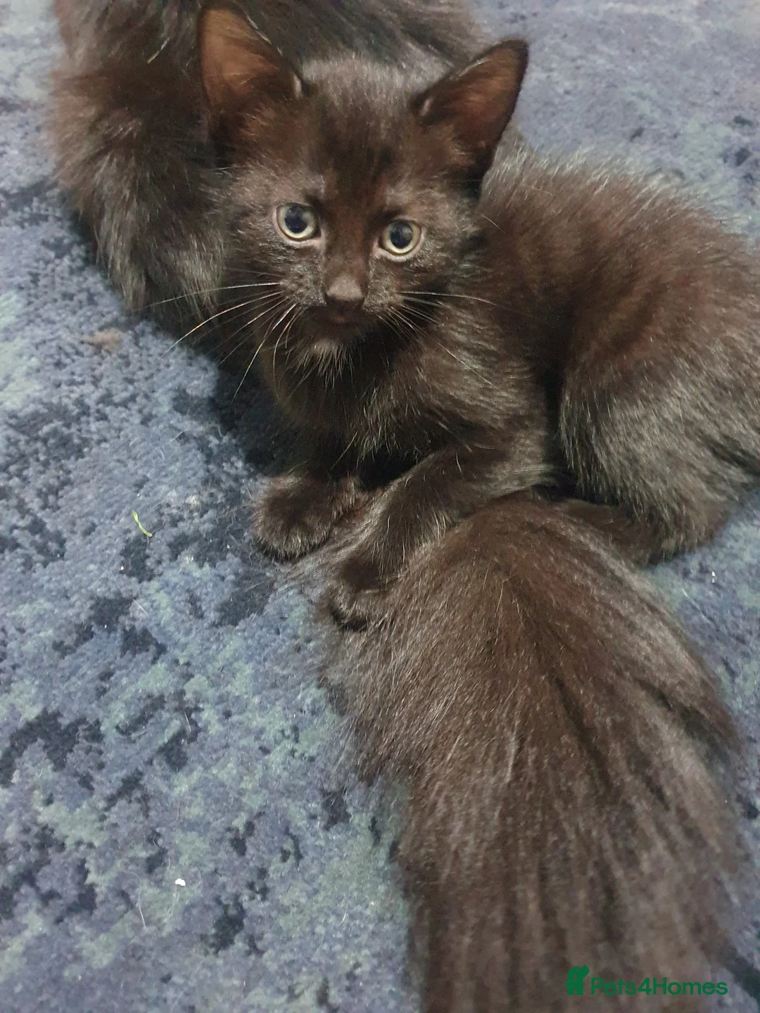 Mixed Breed cats for sale: 2 fluffy kittens - Advert 2