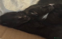 Mixed Breed cats for sale: Stunning, cuddly mixed breed kittens  - Image 4