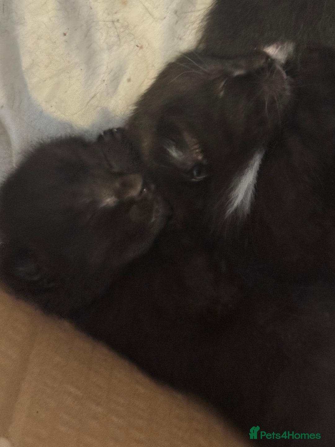 Mixed Breed cats for sale: Stunning, cuddly mixed breed kittens  - Image 4