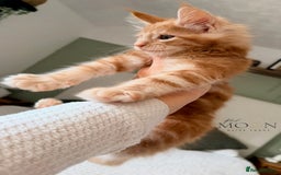 Maine Coon cats for sale: 1 red boy & 1 blue tortie Maine coon kittens  - Image 6