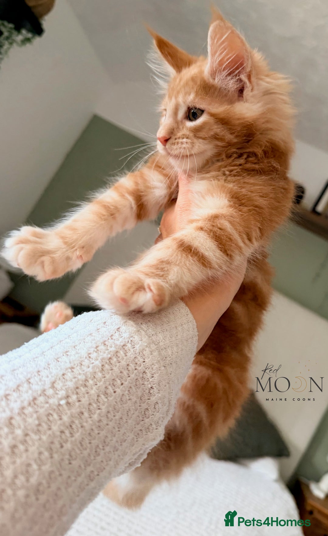 Maine Coon cats for sale: 1 red boy & 1 blue tortie Maine coon kittens  - Image 6