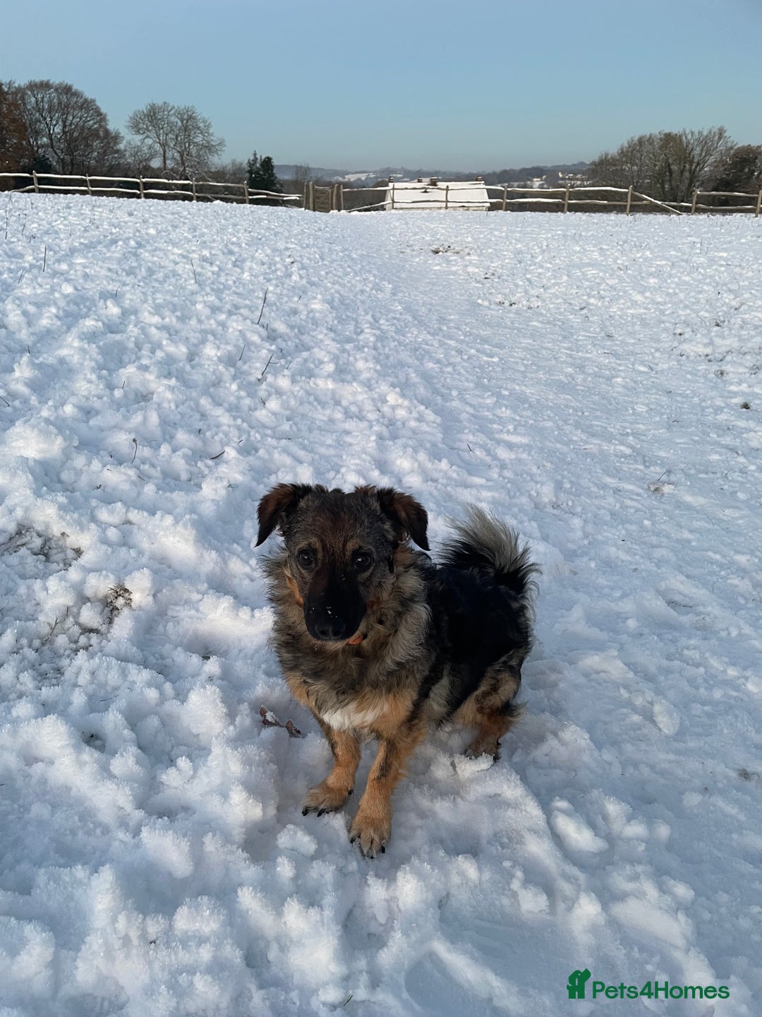 Mixed Breed dogs for adoption: Snowy is looking for a new home - Advert 3