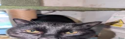 Mixed Breed cats for sale: Black Maine Coon X Bengle (READ DESCRIPTION) - Advert 2