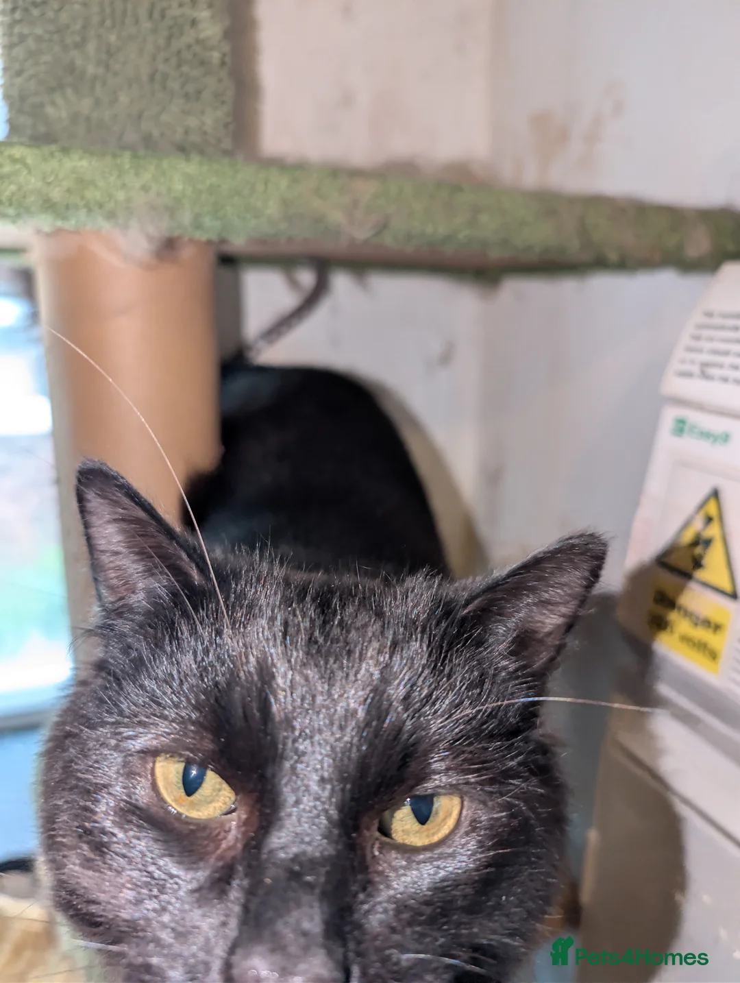 Mixed Breed cats for sale: Black Maine Coon X Bengle (READ DESCRIPTION) - Advert 2
