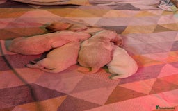 Golden Retriever dogs for sale: KC Golden Retriever Puppies for sale (4 boys left) - Image 22