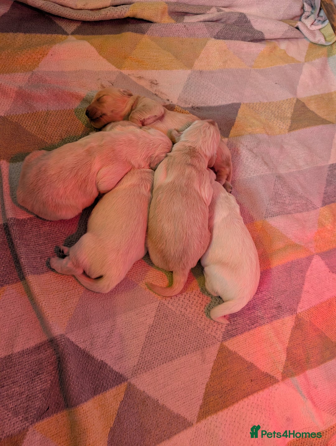 Golden Retriever dogs for sale: KC Golden Retriever Puppies for sale (4 boys left) - Image 22