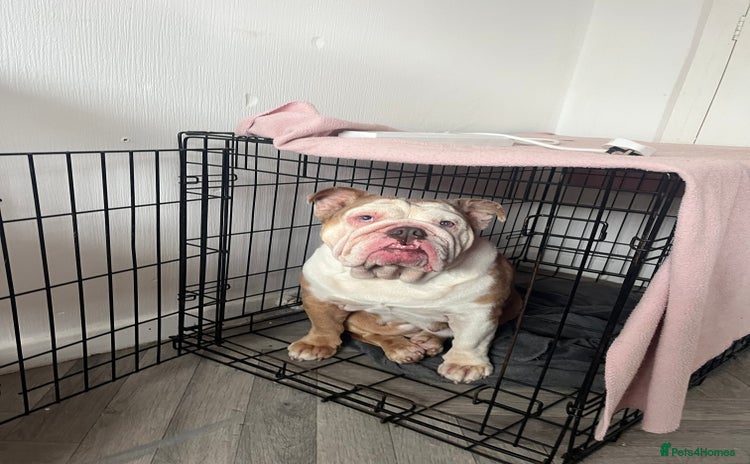 English Bulldog dogs - Advert 16