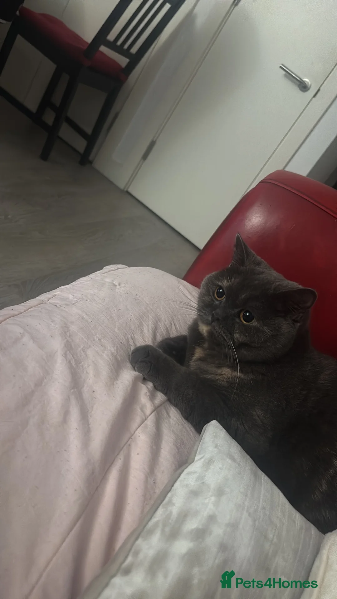 British Shorthair cats for sale: Betty and Wand  - Advert 2