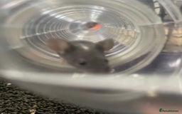 Mouse rodents for sale: Female mice free to good home - Image 10