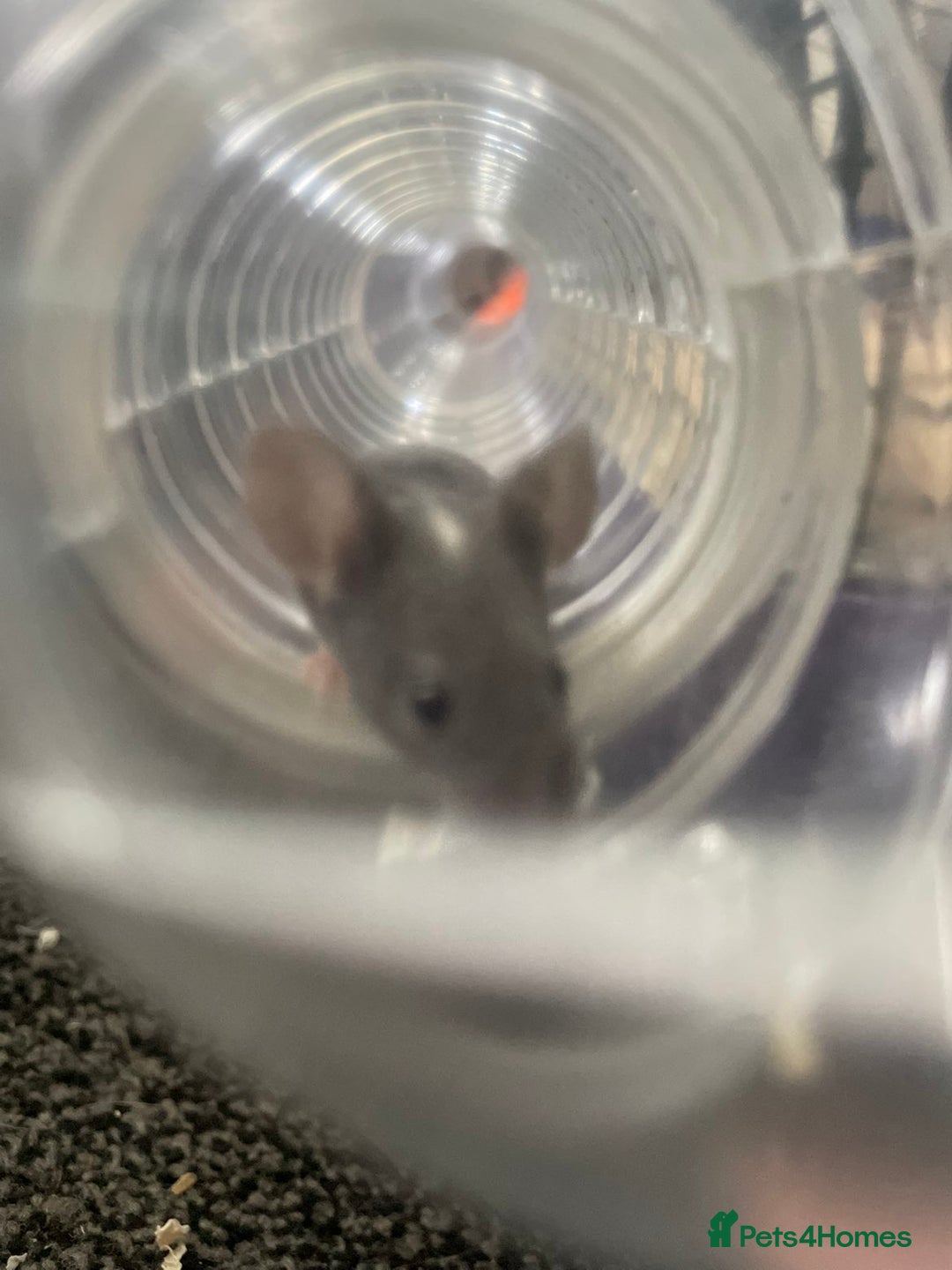 Mouse rodents for sale: Female mice free to good home - Image 10