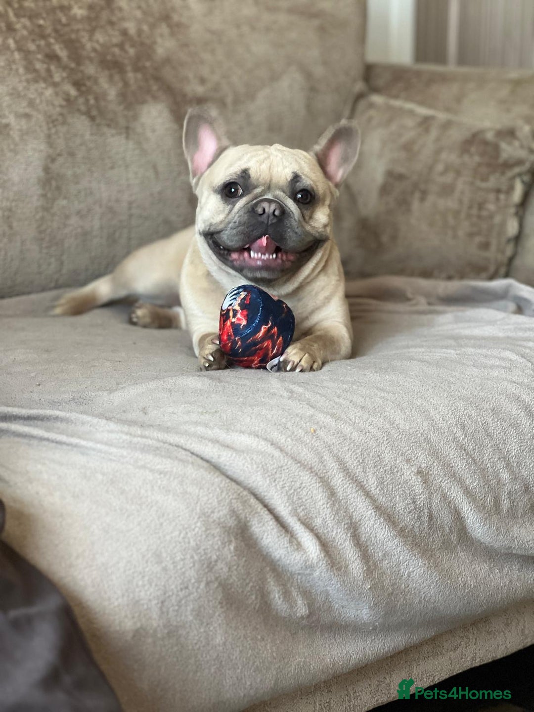French Bulldog dogs for sale: Fawn French Bulldogs - Image 7