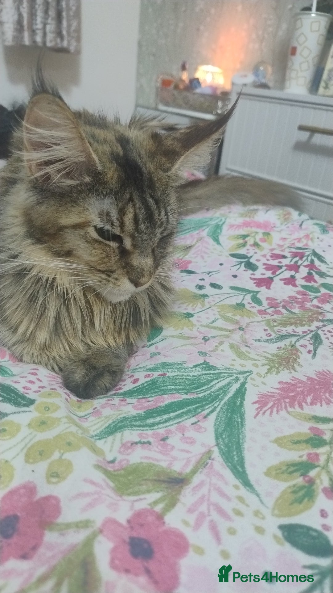 Maine Coon cats for sale: LAST 2! Ginger Girl & Boy full Maine Coon Kittens - Advert 10
