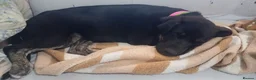 Mixed Breed dogs for adoption: Please 🙏 Puppy Mora needs a Home 🏠  - Advert 7
