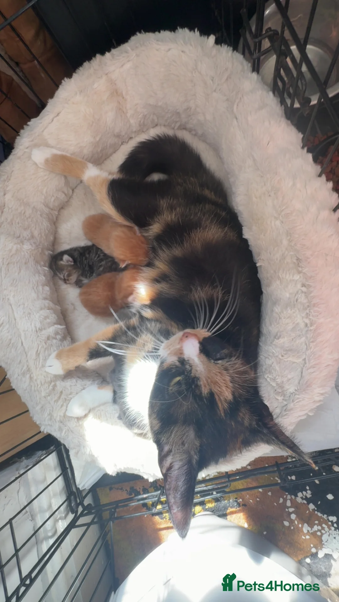 Mixed Breed cats for sale: Beautiful litter - Advert 1