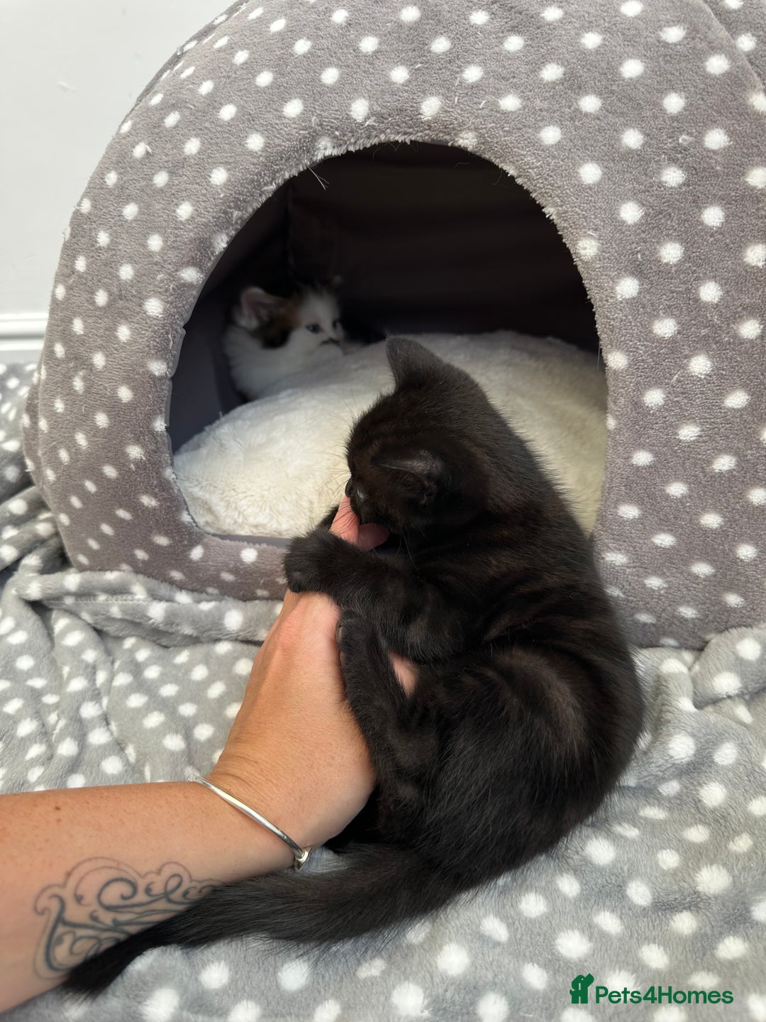 Mixed Breed cats for sale: Adorable mixed breed kittens for sale  - Image 33