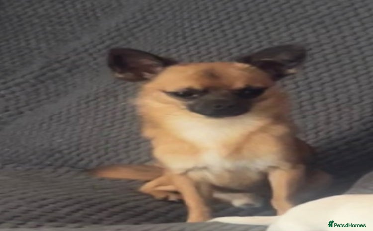 Chihuahua dogs - Advert 8