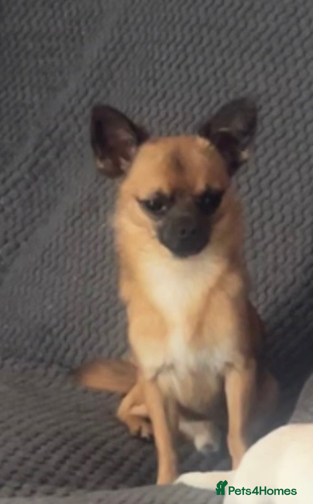 Chihuahua dogs for sale: Chihuahua Male - Image 1