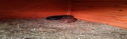 Guinea Pig rodents for sale: 11 baby guinea pigs for sale - Advert 3