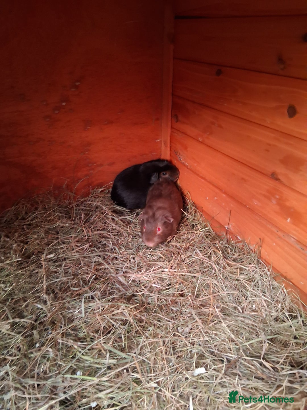Guinea Pig rodents for sale: 11 baby guinea pigs for sale - Advert 3