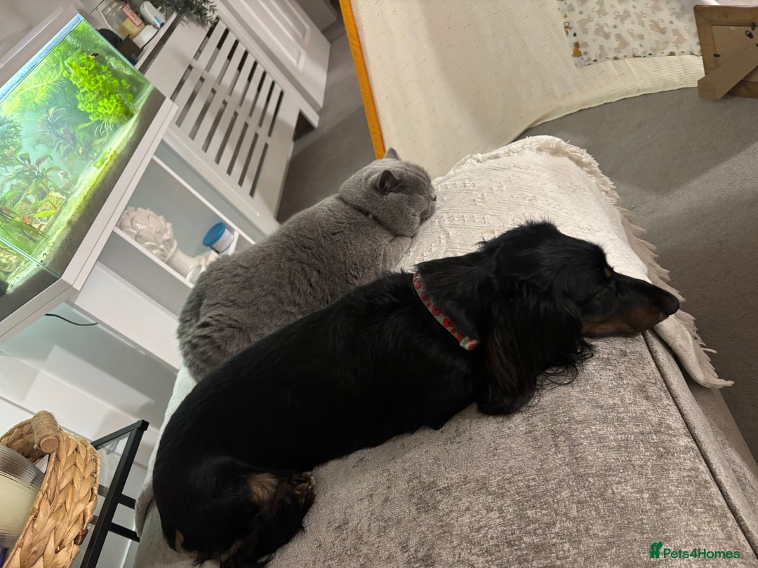 Miniature Dachshund dogs for sale:  long haired miniature dachshund male KC registere - Advert 9