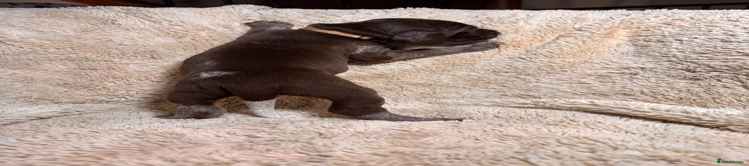 German Shorthaired Pointer Puppy 12