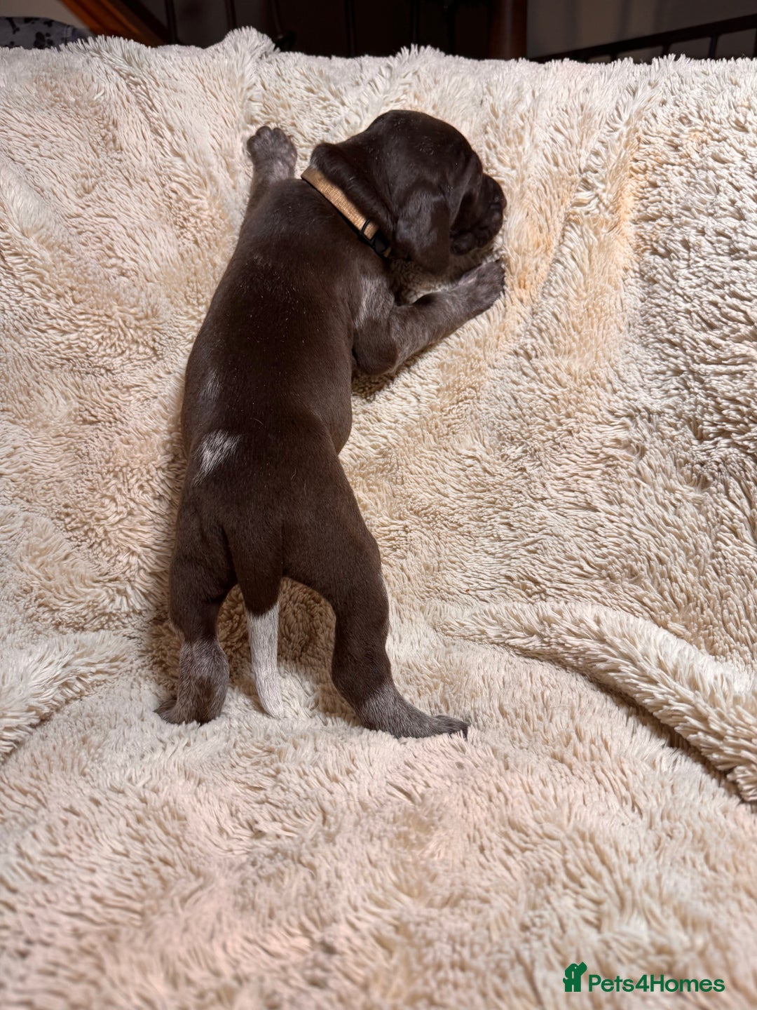 German Shorthaired Pointer dogs for sale: German Shorthaired Pointer Puppies - Leeds - Advert 27