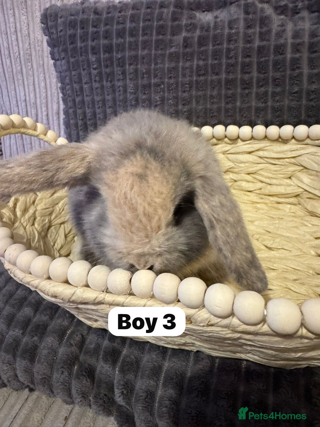 Mini Lop rabbits for sale: ✨ Beautiful Lops ✨  - Advert 6