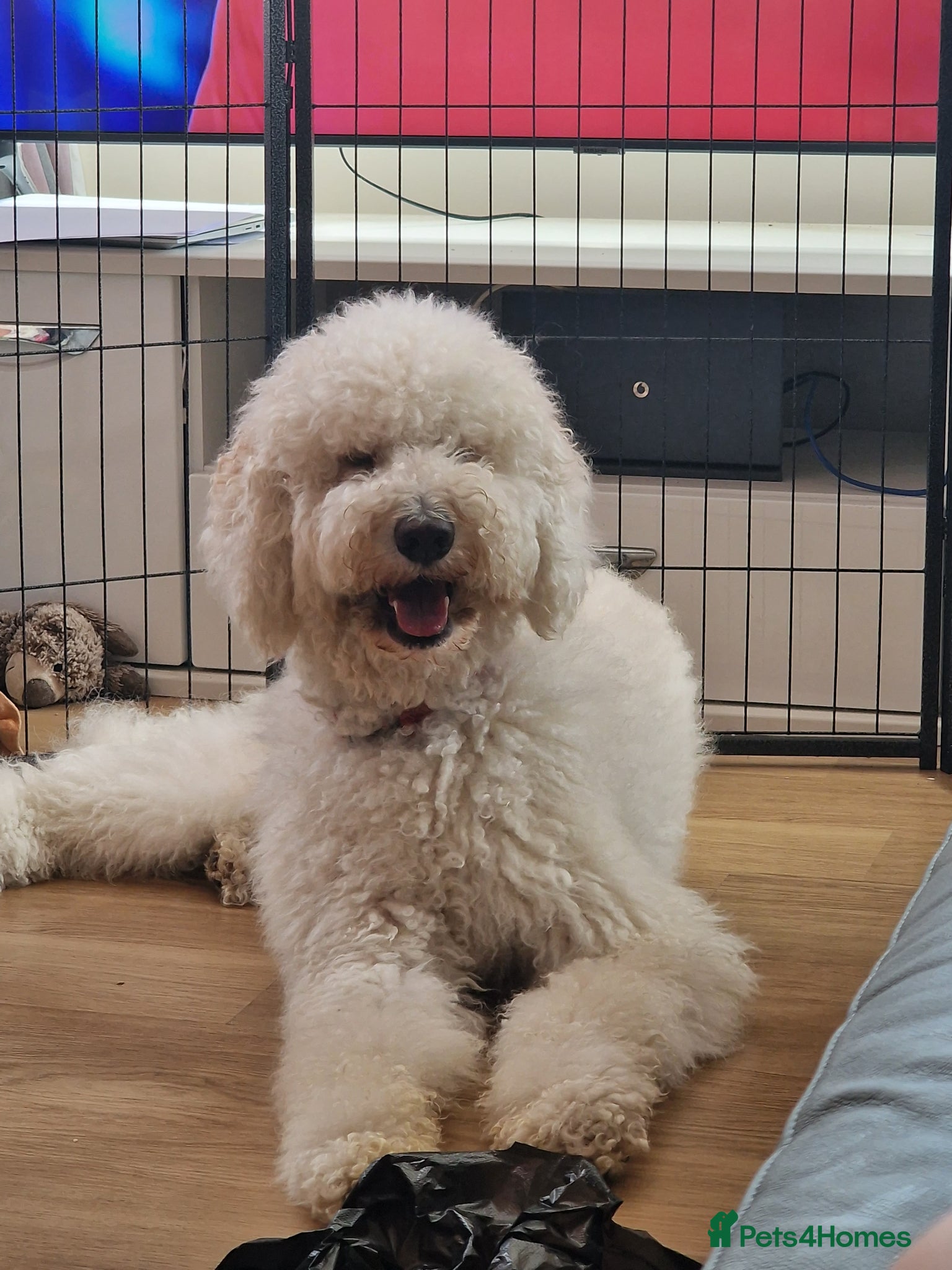 Standard Poodle dogs for stud: Standard White Poodle as stag - Advert 27
