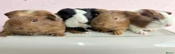 Guinea Pig rodents for sale: Beautiful litter of Sheltie pigges  - Advert 3