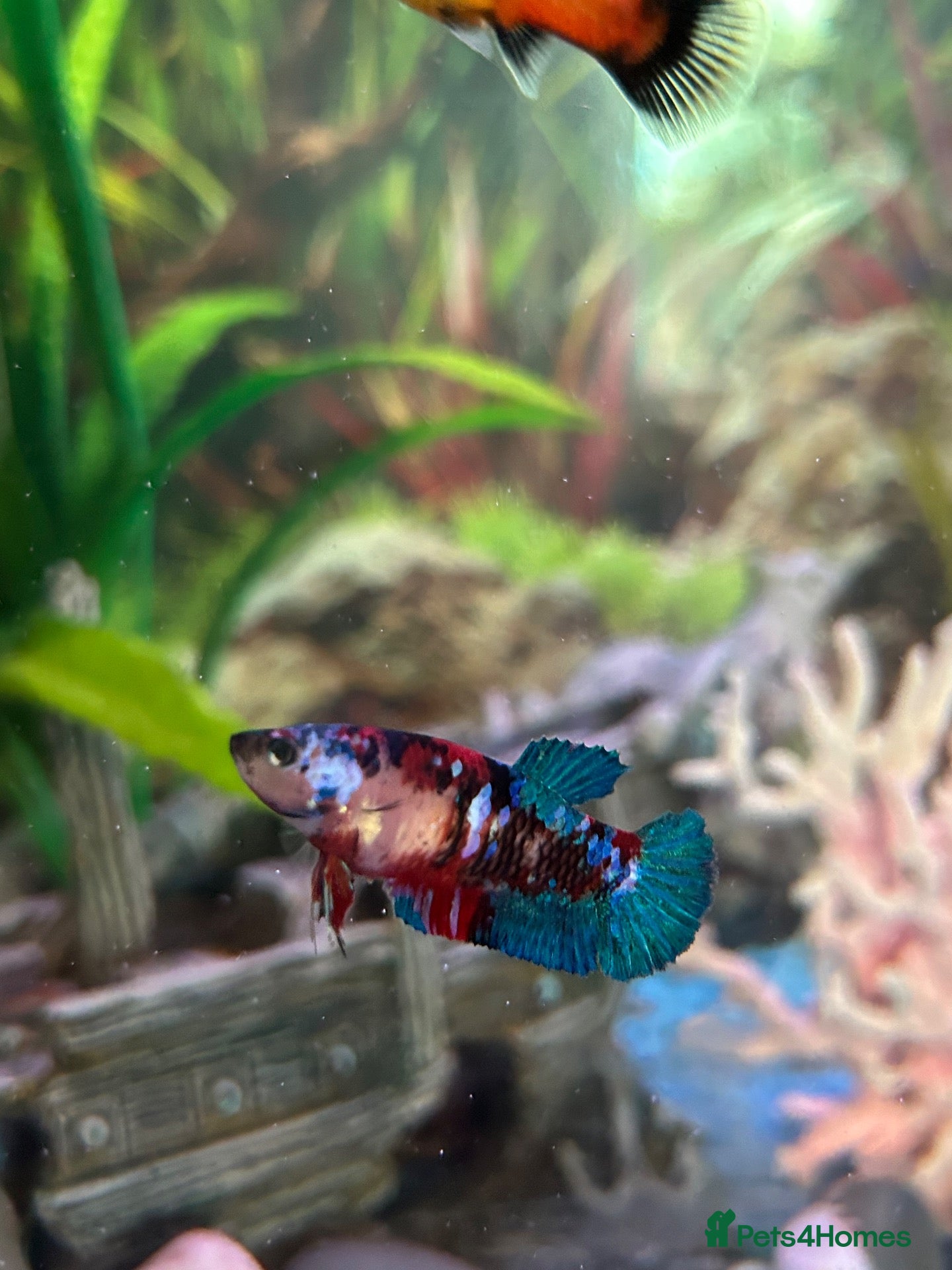 Bettas fish Mixed betta fish  - Advert 4