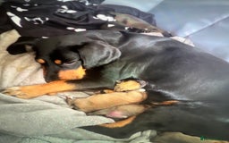 Puggle dogs for sale:  Puggle’s For Sale 🐶  - Image 14