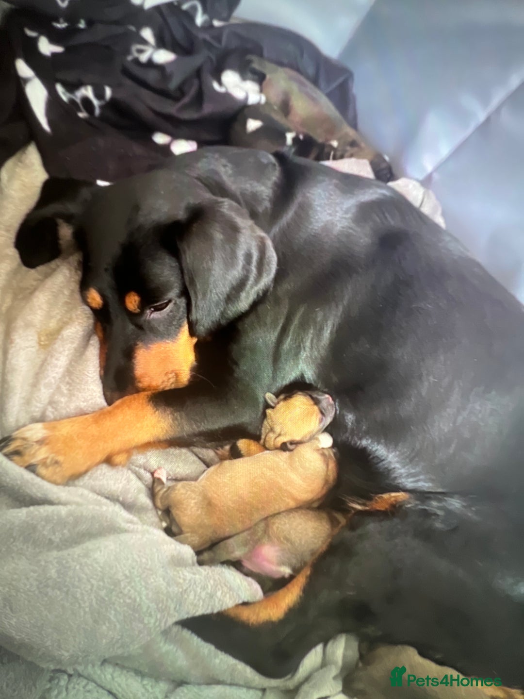 Puggle dogs for sale:  Puggle’s For Sale 🐶  - Image 14