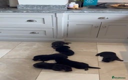 German Shepherd dogs for sale: German Shepherd Puppies Family-Raised 🐾 - Advert 10