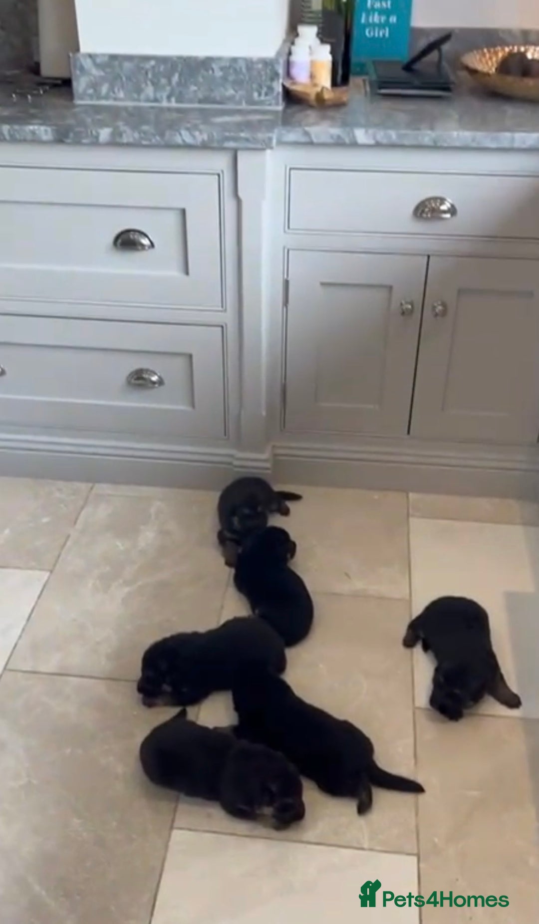 German Shepherd dogs for sale: German Shepherd Puppies Family-Raised 🐾 - Advert 10