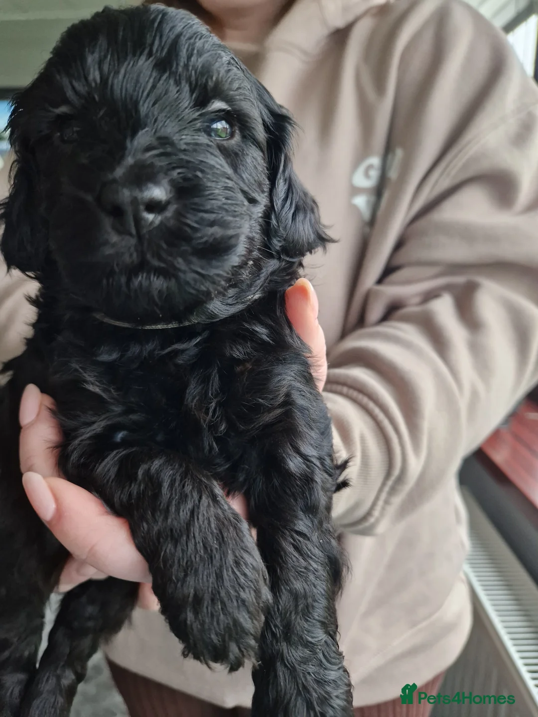 Cockapoo dogs for sale: Cockapoo X Toy Poodle - Advert 4