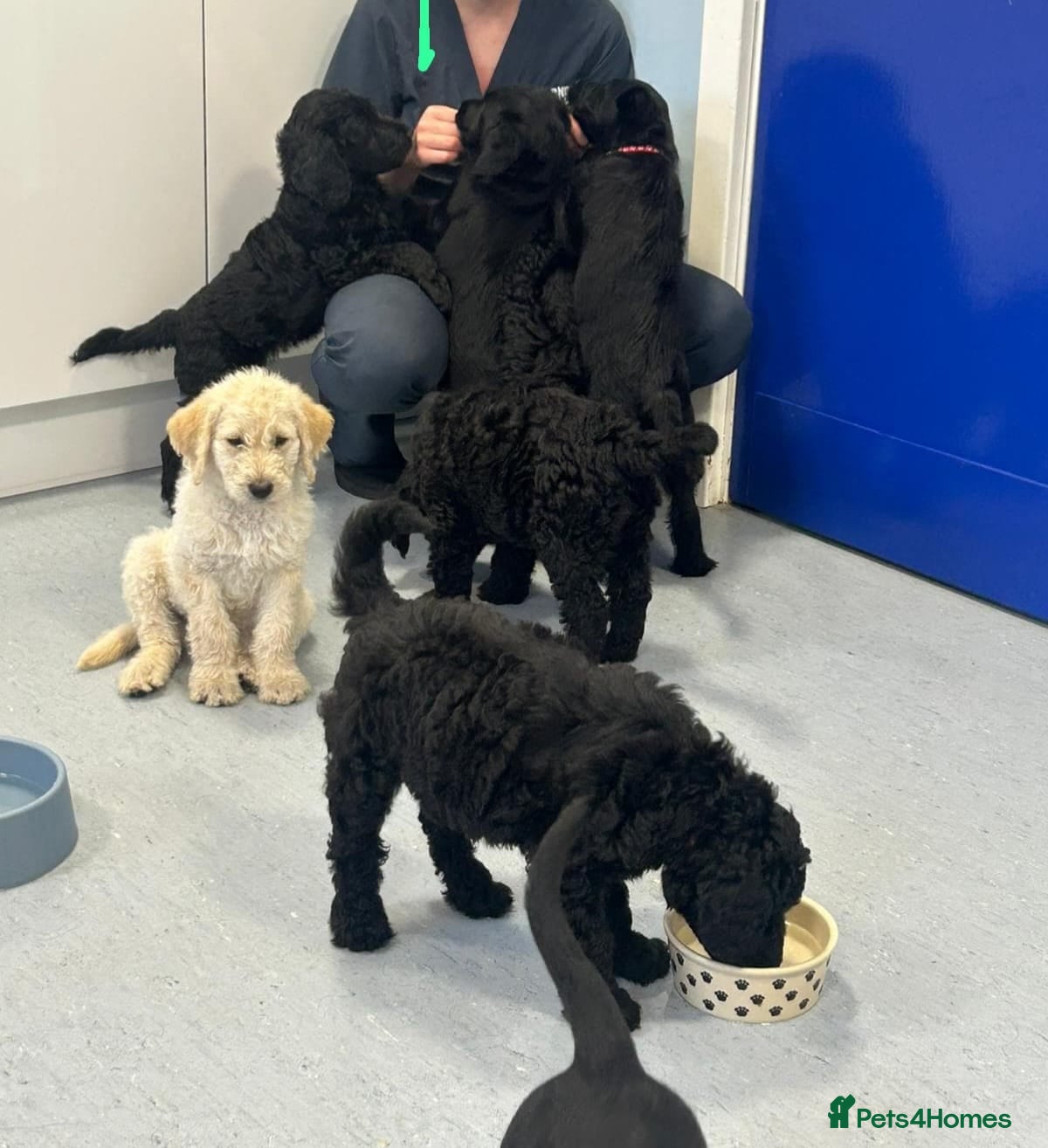 Goldendoodle dogs Goldendoodle puppies for sale - Advert 15