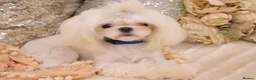 Maltese dogs for sale: One Beautiful Korean Maltese boy left for sale 🐾  - Advert 34