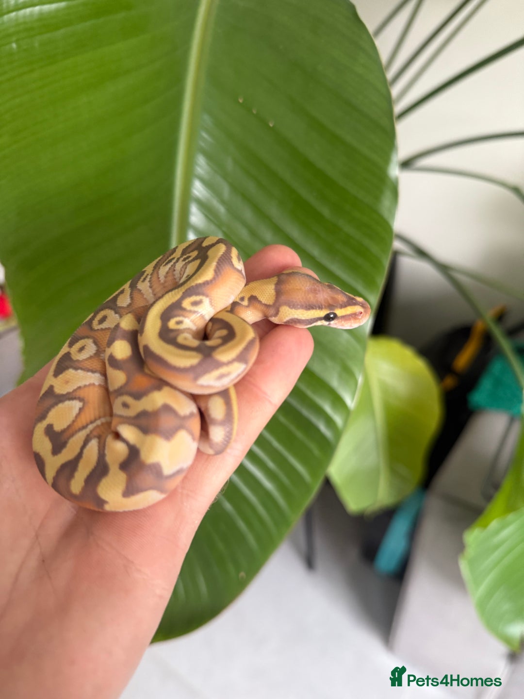 Python Snake reptiles for sale: Banana Mojave enchi het pied  - Image 2