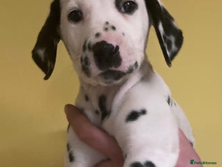 Dalmatian dogs Dalmation puppies - Advert 9