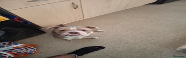 Olde English Bulldogge 2