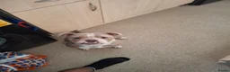 Olde English Bulldogge dogs for sale: Old english bulldogges  in Waltham Abbey - Advert 12