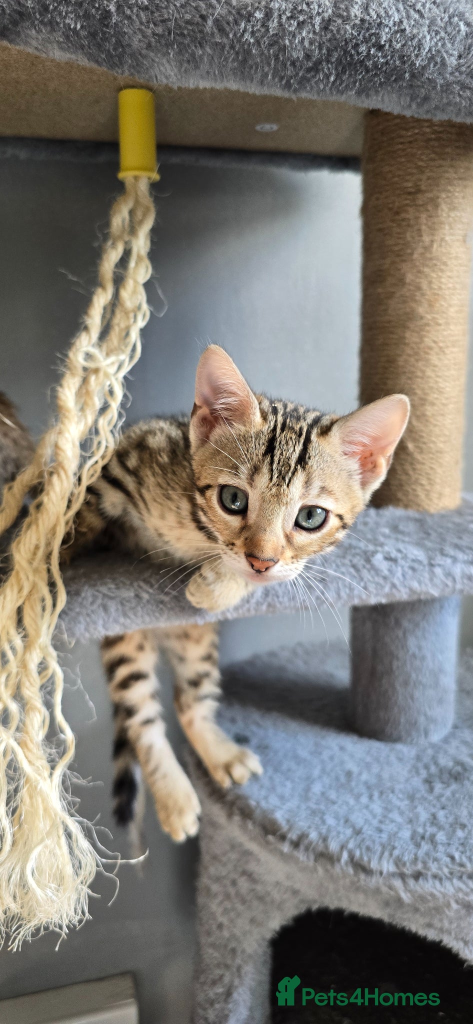 Bengal cats Just 3 girls left for reservation! - Advert 7