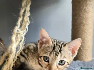 Bengal cats Just 3 girls left for reservation! - Advert 7