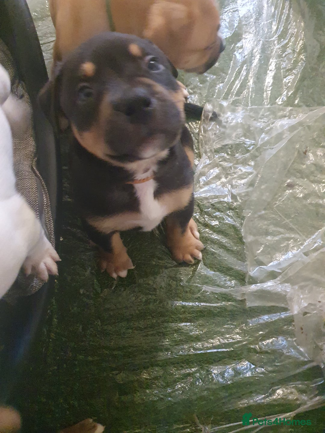 Mixed Breed dogs for sale: American bulldog  - Advert 2